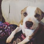 Profile Picture of Gracie Bryant (@bottomsplitt2006) on Instagram