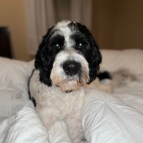 Amanda Boelman - Pinterest Profile Picture of Amanda Boelman (@amandaroseboelman) on Pinterest