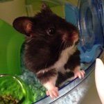 Profile Picture of Jerome Lionel Ritchie (@hamster_jerry) on Instagram