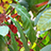 Profile Picture of Anoop Philip (@(anoop)) on Flickr