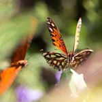 Profile Picture of Mel Karlberg Nature (@melkarlbergnature) on Instagram