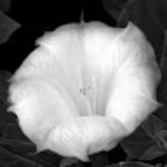 Profile Picture of Julia Dragomirescu (@juliadragomi) on Poshmark