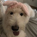 Profile Picture of Dudu 두두 (@_my.dudu_) on Instagram