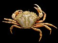 Profile Picture of Carcinus maenas - Wikipediaon Wikipedia