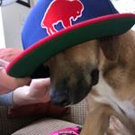 Profile Picture of Matthew Denson (@sanibelsdad) on Instagram