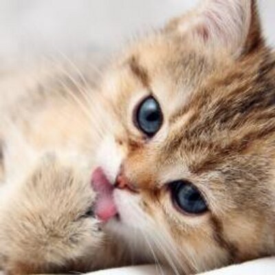 Profile Picture of Moraima Alvarez (@MoraimaAlvarez1) on Twitter