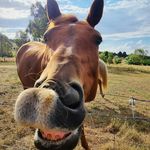 Profile Picture of Georgia Bruce (@clickwithhorses) on Instagram