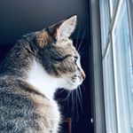 Profile Picture of Stephen Furry (@furry.stephen) on Instagram