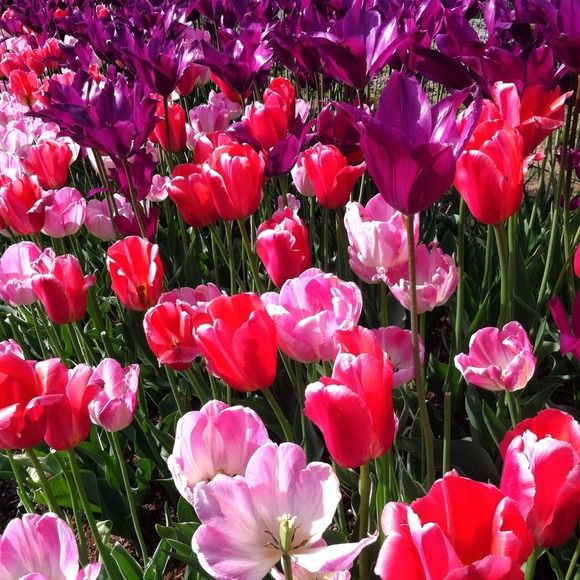 Profile Picture of Kiersten Dahlen (@kierstendahlen) on Poshmark