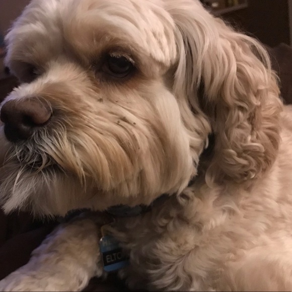 Profile Picture of Chantelle Ferrucci (@chantellef3) on Poshmark