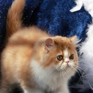 Profile Picture of Stephanie Specht (@stephaniespecht) on Instagram