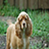 Profile Picture of cocker_babies (@cocker_babies) on Flickr