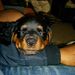 Profile Picture of Daniel Morel (@Thenyel) on Pinterest
