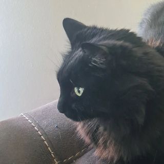 monica andino - Instagram Profile Picture of monica andino (@aaaaaaaaaaaaaa177) on Instagram