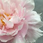 Profile Picture of Pam Baldwin Foarde (@love_coming_home) on Instagram