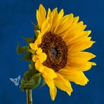 Profile Picture of Kim Kuhlman (@akimkuhlman) on Facebook