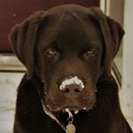 Profile Picture of Elisabeth Millhouse Dierickx (@edierickx) on Instagram