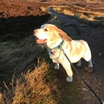Profile Picture of Sam Ness (@ness1168) on Instagram