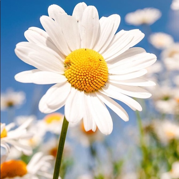 Profile Picture of Jo Dee (@jospinkheart) on Poshmark