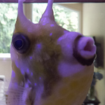 Profile Picture of willipm66 (@willipm66) on Flickr