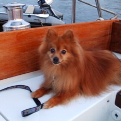 Profile Picture of Karen Cooley (@shortpom) on Twitter