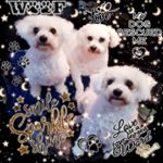 Profile Picture of Oscar * Masao * Alice (@bichons_harrop) on Instagram