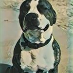 Profile Picture of Steve Swanson (@swaniboy760) on Instagram