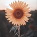Profile Picture of Luz Palacios (@lpalacios216) on Pinterest