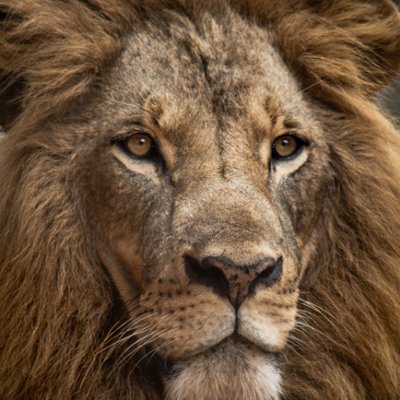 Profile Picture of Pablo Singh (@DugghyDo) on Twitter
