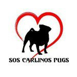 Profile Picture of Sos Carlinos Pugs Asociación (@soscarlinospugs) on Instagram