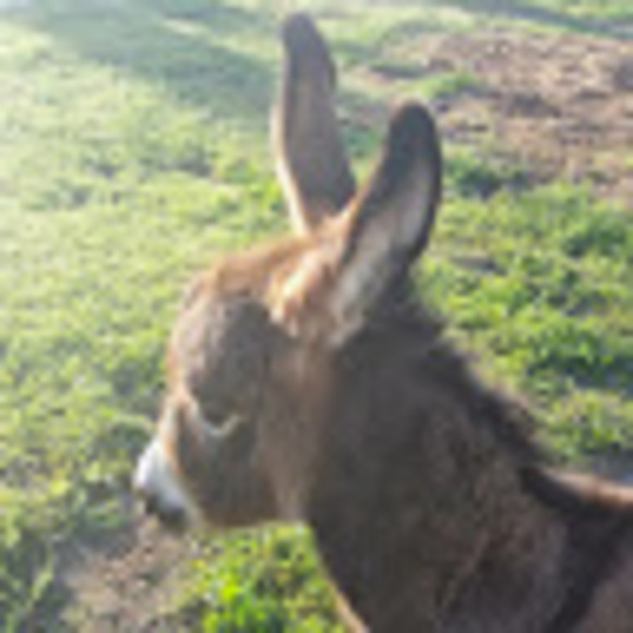 Profile Picture of Lanae Schamberger (@4schamys) on Poshmark