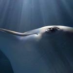 Profile Picture of Camelle Pearson Zodrow (@camellezodrow) on Instagram