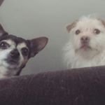 Profile Picture of Buddy & Meah Harmon-Parada (@thelifeofbuddyboyandmeah) on Instagram