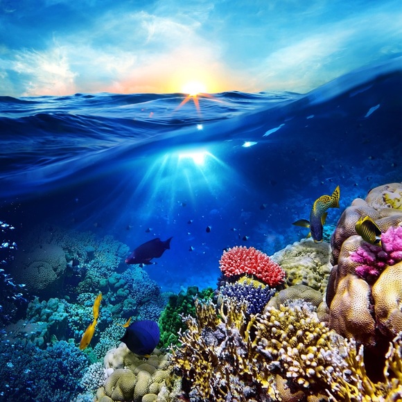 Profile Picture of Reecha Shah (@reecha1130) on Poshmark