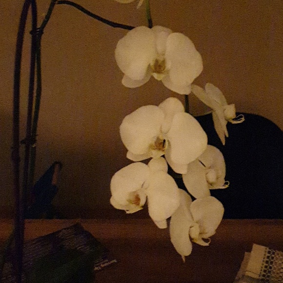 Profile Picture of Drew Pat (@drewpp) on Poshmark