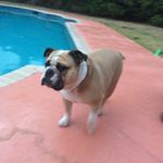 Profile Picture of Charlie Tj’s Dog (@thomas.didonato2017) on Instagram