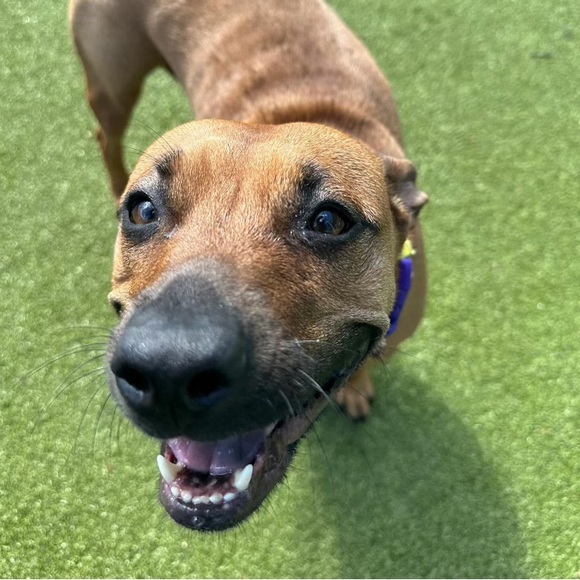 Profile Picture of Julia Bonomolo (@jbonomolo1022) on Poshmark