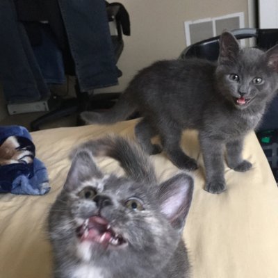 Profile Picture of Josh McGraw (@JoshMcGraw4) on Twitter