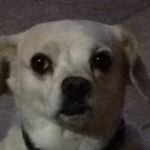 Profile Picture of tank, jewel, brandy, bailey (@uglydoggos) on Instagram