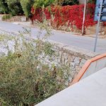 Profile Picture of Rosina Cadeddu (@rosina.cadedf) on Instagram