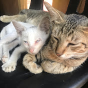 Rosetta Rose  - Youtube Profile Picture of Rosetta Rose  (@rosettarose658) on Youtube