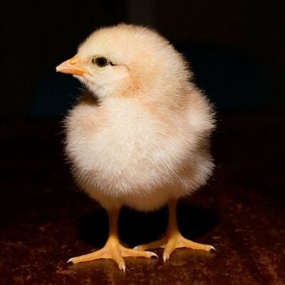 Profile Picture of Jeffrey Yu, 4th (@JeffreyYu520) on Twitter