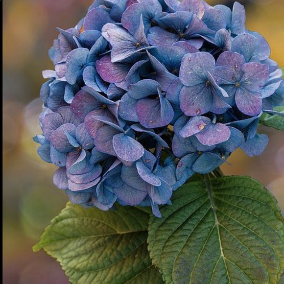 Profile Picture of Alisha Beardmore (@cnoble4) on Poshmark