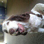 Profile Picture of Hannah C (@bonniecoyle101) on Instagram