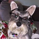 Profile Picture of George Espinosa (@milotheschnauzer16) on Instagram