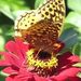Profile Picture of Maureen McCarrier (@billandmoe) on Pinterest
