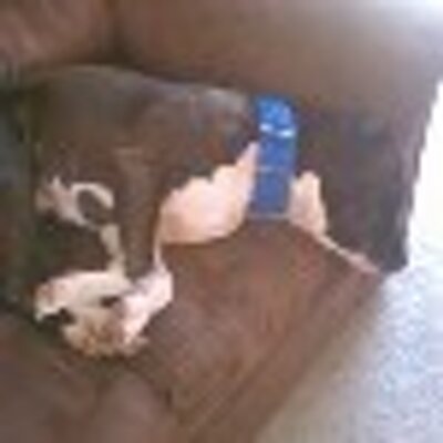 Profile Picture of Tabby Cat (@tabithaguidry1) on Twitter