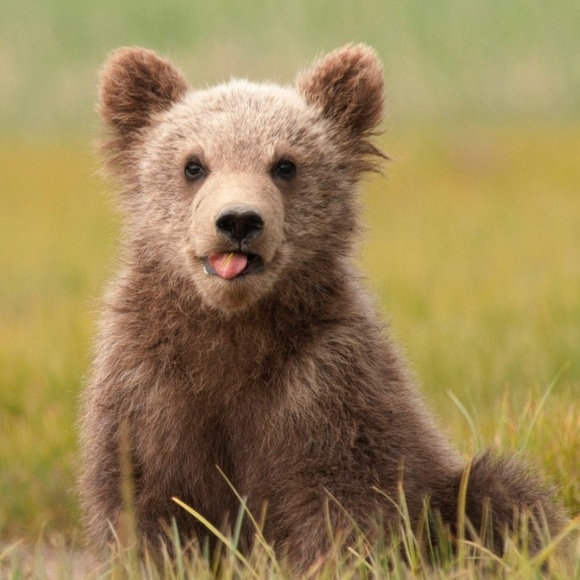 Profile Picture of Frankie Barrett (@futuristicabz) on Poshmark