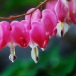 Profile Picture of Lily Yau (@lilyyau07) on Instagram