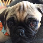 Profile Picture of Corrie Strunk-Ackerley (@pensandpugs) on Instagram